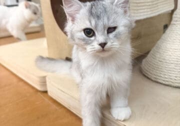 Winky: the one-eyed wonder