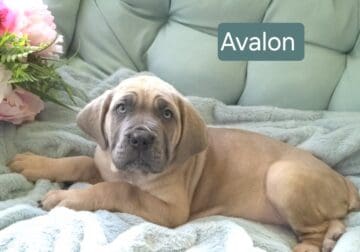 PENDING PICKUP Avalon