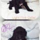 Cockapoo Puppies 🐶 😍