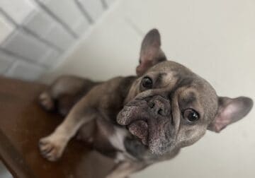 French Bulldog *1250*