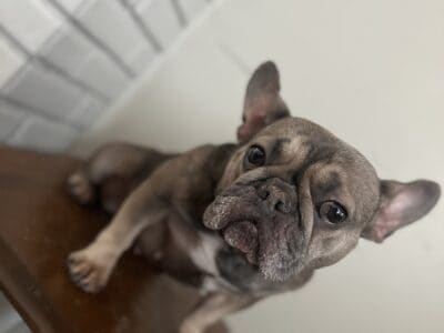 French Bulldog *1250*