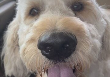 Female Golden Doodle