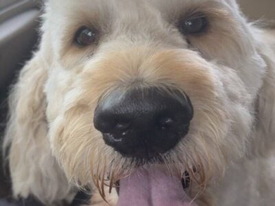 Female Golden Doodle