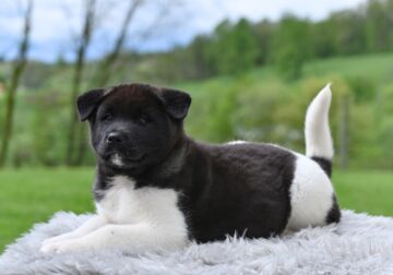 AKC Akita For Sale Millersburg OH M-Atticus