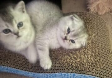 Scottish Fold & Straight Kittens (GREEN EYES)