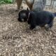 German shepherd puppies