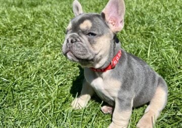 French Bulldog Red Collar