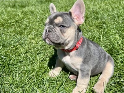 French Bulldog Red Collar