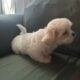 Havanese Puppy Churro
