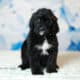Bernedoodles -May