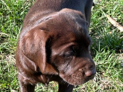 Labrador puppies for sale.