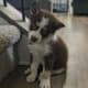Ponsky puppies