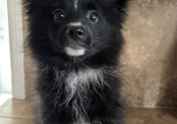 Pomeranian puppy