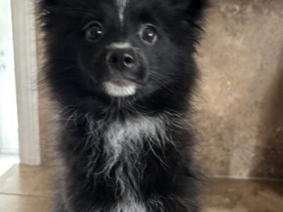 Pomeranian puppy