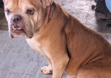 American bull dog