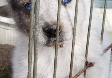 Gus is a blue eyed boy