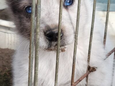 Gus is a blue eyed boy