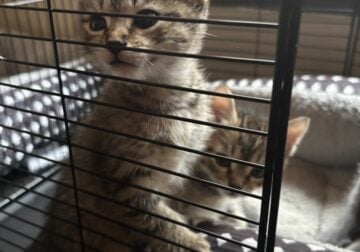 Female kittens for sale