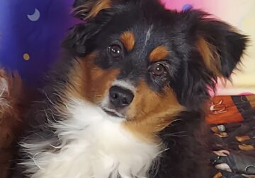 Handsome Mr. Auggie