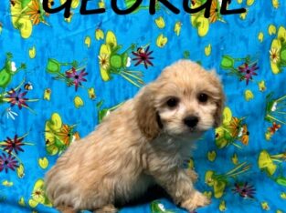 George Male Cavapoo Puppy