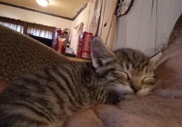 Kittens born 4-25-25