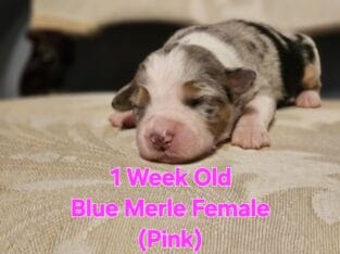 Australian Shepherd Puppies ASDR