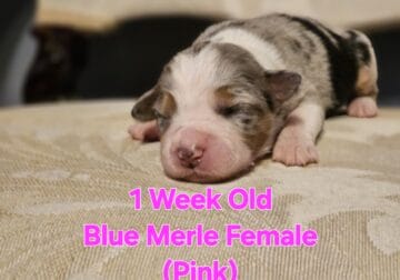 Australian Shepherd Puppies ASDR