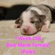 Australian Shepherd Puppies ASDR