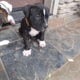 Xl American Bulliea