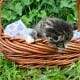 Stripey (dark tabby female)