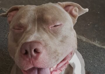 10 American Bullie Puppys