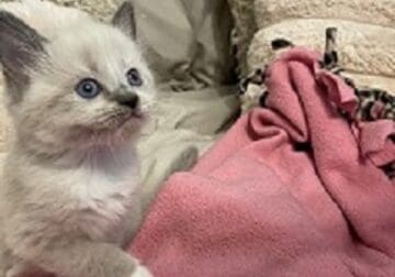 9 weeks old Siamese Kittens