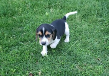Beagle puppies