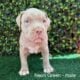 ABKC American Bully XL Puppies