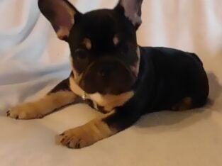 Adorable French Bulldog puppies