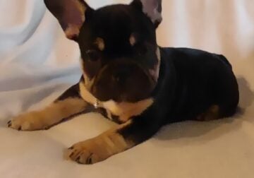 Adorable French Bulldog puppies