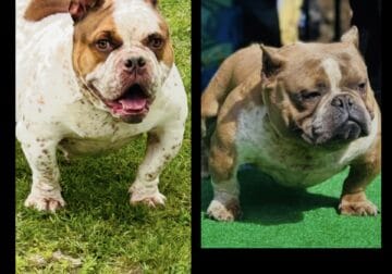 Micro bully