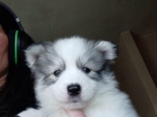 Artic Splitskys puppies