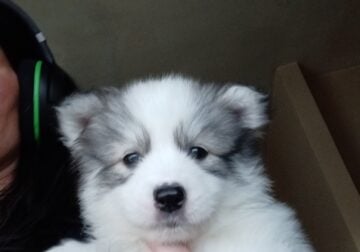 Artic Splitskys puppies