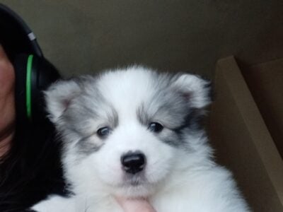 Artic Splitskys puppies