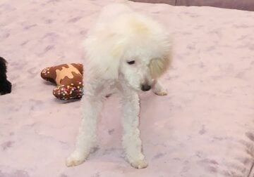 Toy Poodle