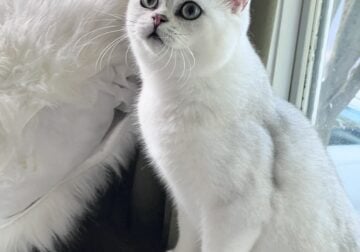 British Shorthair Silver boy Vincent 8 months old