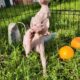 Canadian Sphynx odd eye