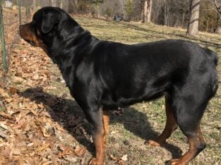 Female Rottweiler