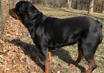 Female Rottweiler