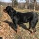 Female Rottweiler