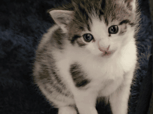 Kittens 4 Free Need Loving Home(s)