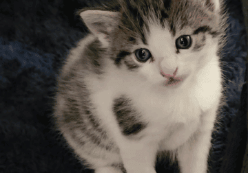 Kittens 4 Free Need Loving Home(s)