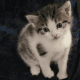 Kittens 4 Free Need Loving Home(s)