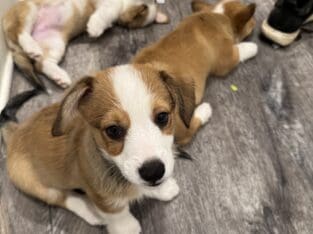 Pembroke welsh corgis